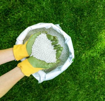 hands-holding-granular-fertilizer-for-a-lawn